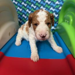 Norway - Parti female Poodle puppy in New Britain, Connecticut from Poodles of New England