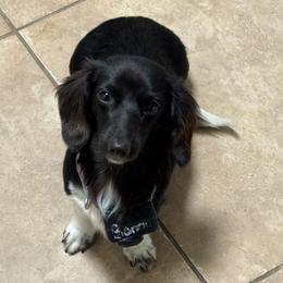 Scout - Dachshund