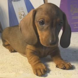 Dachshund Puppies from Hidden Cedars AKC mini dachshunds