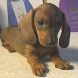 Dachshund Puppies from Hidden Cedars AKC mini dachshunds