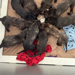 Lurcher Puppies from Sharp Turn Lurchers