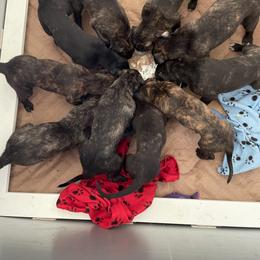 Lurcher Puppies from Sharp Turn Lurchers