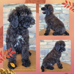 Goldendoodle Puppies from Rose's Doodles
