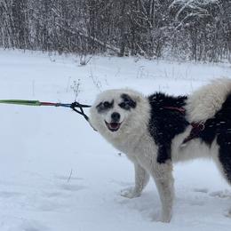 Siberian Huskies and Yakutian Laikas from Frosty Timber Sled Dogs