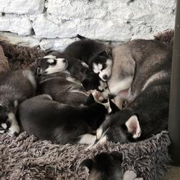 Siberian Husky Puppies from Wild and Wonderful Siberian Huskies