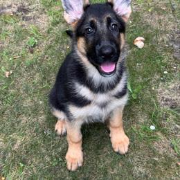 Truly - Black and tan female German Shepherd puppy in Warwick, Rhode Island from Karma Kennels