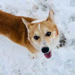 Mox - Red male Pembroke Welsh Corgi puppy in Casper, Wyoming from Flying Note Shorties