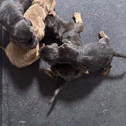 Girl 4 - Liver and tan female Bloodhound puppy in Tahlequah, Oklahoma from HNH Hounds