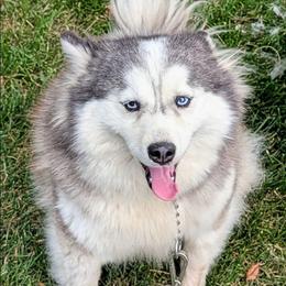 Cinder - Pomsky