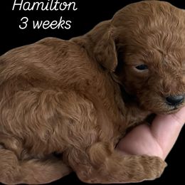 Hamilton - Apricot male Goldendoodle puppy in Midlothian, Virginia from King’s  Castle of Doodles
