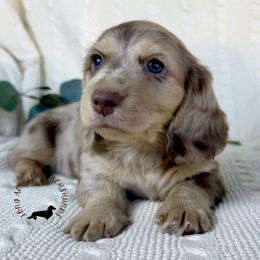 Chocolate Cream Dapple - Dapple male Dachshund puppy in Nampa, Idaho from Long_and_Low_Dachshunds