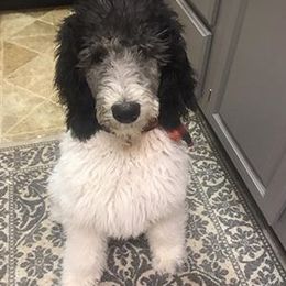 Poodle Puppies from High Mesa Standards