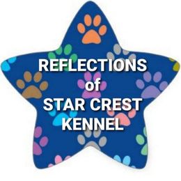 Toy Australian Shepherd Puppies from Reflections of Star Crest Kennel