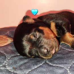 Rottweiler Puppies from Pearce Rottweilers