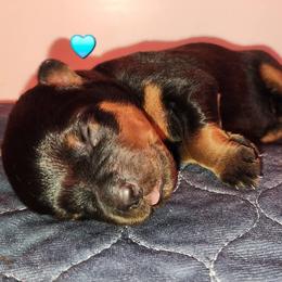Rottweiler Puppies from Pearce Rottweilers