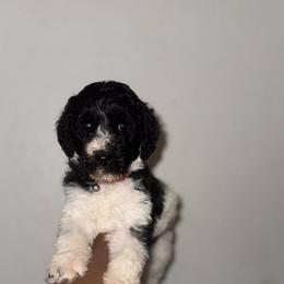 Poodle Puppies from SoFlo Standard Poodles