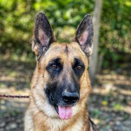 Dare - German Shepherd
