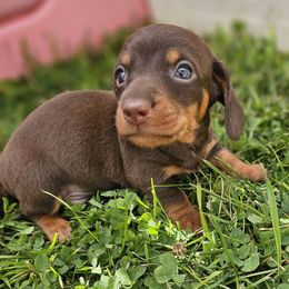 Boy 1 - Chocolate and tan male Dachshund puppy in Elk River, Minnesota from Darling Doxies