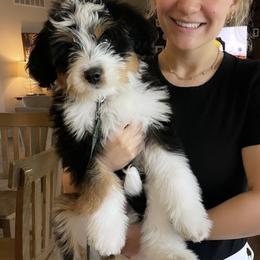 Bernedoodle and Cavapoochon Puppies from This is Doodles