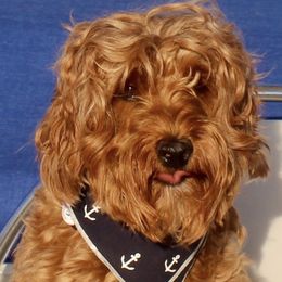 Vette - Australian Labradoodle