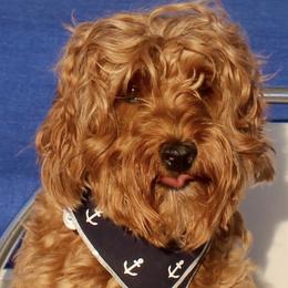 Vette - Australian Labradoodle