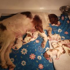 Clumber Spaniel and Irish Red and White Setter Puppies from NyaStar & Chequamegon
