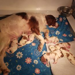 Clumber Spaniel and Irish Red and White Setter Puppies from NyaStar & Chequamegon