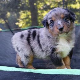 Belle - Blue merle Australian Shepherd puppy in Kentucky from Caywood Aussies