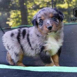 Belle - Blue merle Australian Shepherd puppy in Kentucky from Caywood Aussies