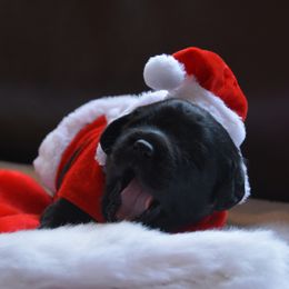 Labrador Retriever Puppies from ReiMur Labradors