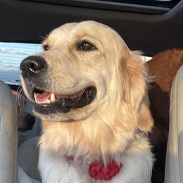 Maui - Golden Retriever