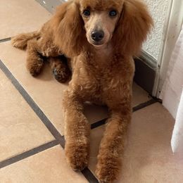 Canela - Poodle