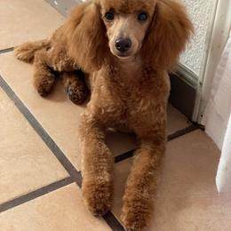 Canela - Poodle