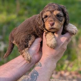 Larry - Brown male Cavapoo puppy in Coshocton, Ohio from Forever Family Puppies