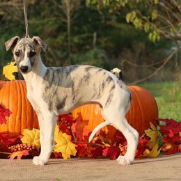 Whippet Puppies from Mardel Robeson