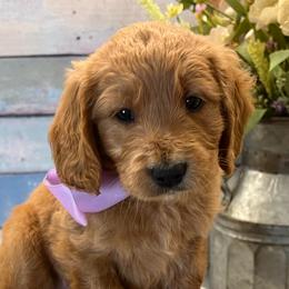 Dancer - Apricot female Goldendoodle puppy in The Woodlands, Texas from Gracie's Goldendoodles and Bernedoodles