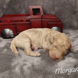 Morgan - Cream female Goldendoodle puppy in Eau Claire, Wisconsin from Fisher River Doodle's