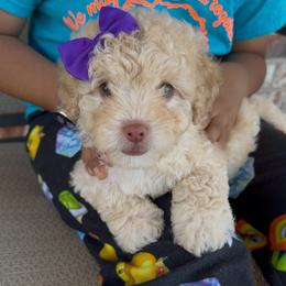 Heart - Apricot female Goldendoodle puppy in Richmond, Texas from Harper’s Heartbeats