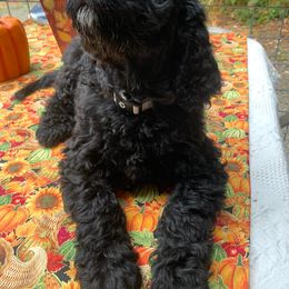 Fernando - Black Goldendoodle puppy in Gig Harbor, Washington from Sandy’s Goldendoodles