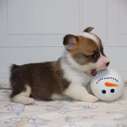 AKC Red ID Boy - Red male Pembroke Welsh Corgi puppy in Ash Flat, Arkansas from Arkansas Corgis