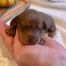 Mystic - Red female Dachshund puppy in Shelley, Idaho from Journey’s End Dachshunds
