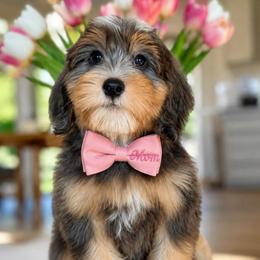 Simon - blue collar - Tri-color male Bernedoodle puppy in Yuciapa, California from AlltheDoodlez_