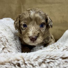 Appalachian - male Australian Mountain Doodle puppy in Bristow, Oklahoma from 10-Acre Woods Cockapoos