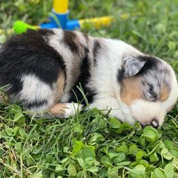 Mint Chip - Blue merle male Miniature Australian Shepherd puppy in Sonora, California from Quarle Ranch Mini Aussies