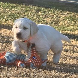 Golden Retriever Puppies from Daniel Ranch Golden Retrievers