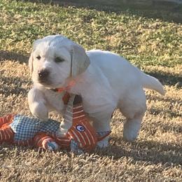 Golden Retriever Puppies from Daniel Ranch Golden Retrievers