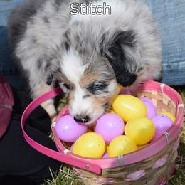 Australian Shepherd Puppies from Glacier Aussies