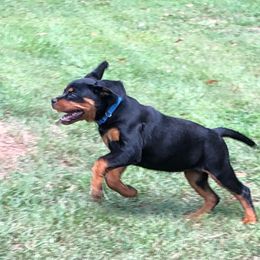 Rottweiler Puppies from Bronx Von Bridges Rottweilers