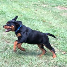Rottweiler Puppies from Bronx Von Bridges Rottweilers