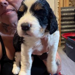 Boy boy - Black and white male English Springer Spaniel puppy in Lufkin, Texas from Shifletknight Springer Spaniels